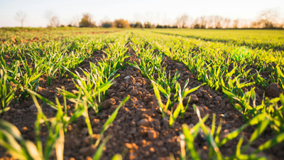 Soil's treasure: Scientists discovered a hidden phosphorus reservoir that could transform the future of food