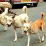 Pack of stray dogs attack 10-year-old boy cycling in Faridabad society; hospitalised