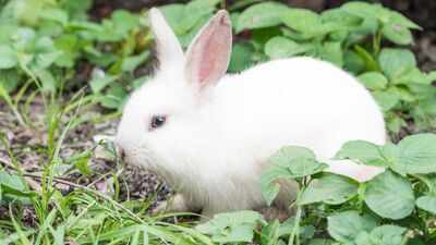 The 1950s virus experiment that was supposed to end a rabbit plague: What scientists didn’t expect was the virus refusing to ‘die’