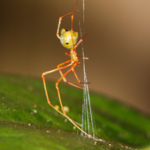 The 'ballista spider': Scientists discover a tiny spider that launches ants with 140 times the force of gravity