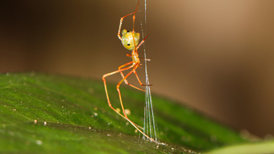 The 'ballista spider': Scientists discover a tiny spider that launches ants with 140 times the force of gravity