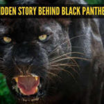 The hidden story behind black panthers: 5 facts that may surprise you