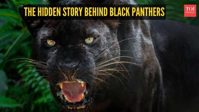 The hidden story behind black panthers: 5 facts that may surprise you