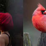 The reason behind red and orange hair in humans revealed: Birds unlock evolutionary mystery of ginger hair
