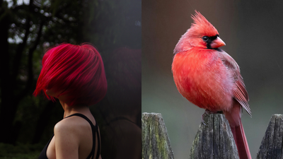The reason behind red and orange hair in humans revealed: Birds unlock evolutionary mystery of ginger hair