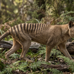 The sheep-killer myth that helped drive the Tasmanian tiger to extinction and why scientists think farmers got it wrong