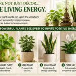 6 Vastu plants that can attract positive energy and prosperity at home