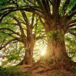 Trees have a hidden climate superpower: They keep absorbing carbon long after growth stops
