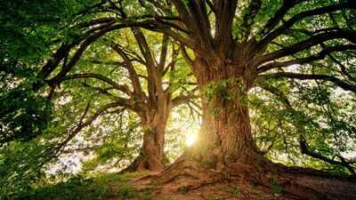 Trees have a hidden climate superpower: They keep absorbing carbon long after growth stops
