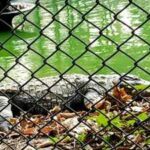 Man arrested after 3-year-old boy found injured in Cambridgeshire zoo crocodile enclosure