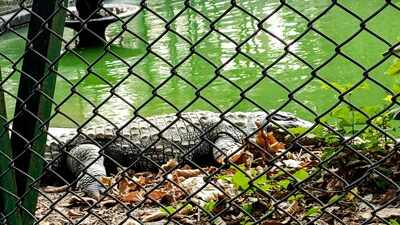 Man arrested after 3-year-old boy found injured in Cambridgeshire zoo crocodile enclosure