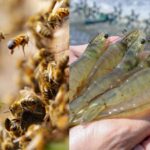 Why scientists are vaccinating honeybees and shrimp for the first time