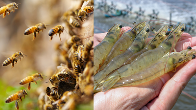 Why scientists are vaccinating honeybees and shrimp for the first time