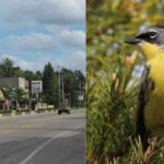 Wildlife miracle: Tiny Michigan town saved an entire bird species and rewrote conservation history