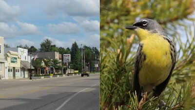 Wildlife miracle: Tiny Michigan town saved an entire bird species and rewrote conservation history