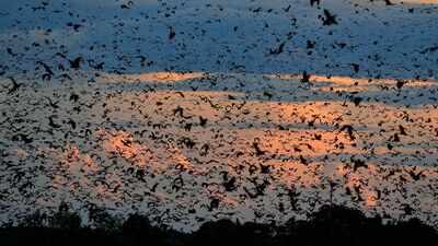 World's largest bat migration: The night Zambia's sky disappears under 10 million bats