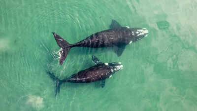 World’s largest ‘whale graveyard’ found beneath the Indian Ocean: A hidden 5-million-year mystery revealed