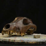 Dog DNA reveals they travelled with ancient humans across Eurasia for thousands of years