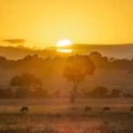 10 wild animals that make the Masai Mara one of Africa's greatest safari destinations |