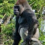 ‎Meet Bakari, the 21-year-old gorilla chosen to lead Disney's famous troop after the death of its longtime silverback