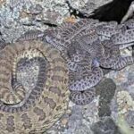 Scientists have debunked the long-repeated myth that baby rattlesnakes are more dangerous than adults, finding that adult rattlesnakes usually deliver more venom and cause more serious bites