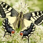 It has bright yellow wings and looks familiar, but this rare British butterfly is unlike any other, DNA reveals