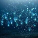 Scientists say crushing deep-ocean pressure squeezes hidden nutrients out of sinking marine snow, feeding microbes and changing what we know about Earth’s carbon cycle
