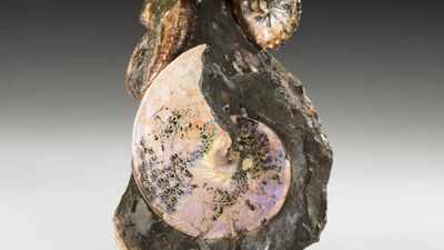 An ancient sea once divided North America from north to south; 70-million-year-old creatures from its waters still shimmer like gemstones