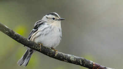 40 bird species were seen less often in New York when Canadian wildfire smoke increased, after scientists matched smoke pollution with 99,000 bird observations