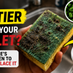 Your kitchen scrubber could be dirtier than your toilet: Here's when to replace it