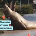 Who is Neil? The 1-tonne elephant seal and Tasmania's 'reigning troublemaker' winning hearts across social media