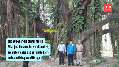 World'S Oldest Banyan Tree: This 700-year-old banyan tree in Bihar just became the world's oldest, accurately dated one beyond folklore and scientists proved its age