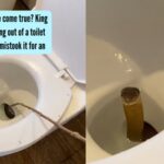 Wildest nightmare come true? King cobra found peeking out of a toilet pot, after a guest mistook it for an unflushed toilet