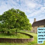 Newton's apple tree, 'Flower of Kent' is 350 years old and still growing: What is this 'rare' variety, and where can it be found in the world?