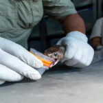 Snakebite deaths much rarer than estimated: ICMR study