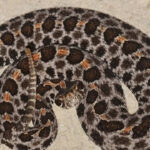Snakes of Florida: 8 Species you're most likely to encounter and how to identify them