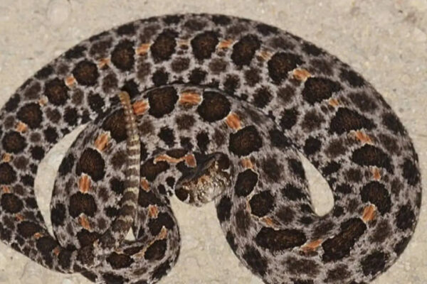 Snakes of Florida: 8 Species you're most likely to encounter and how to identify them