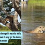 Jaguar remains submerged in water for over half a minute; video goes viral