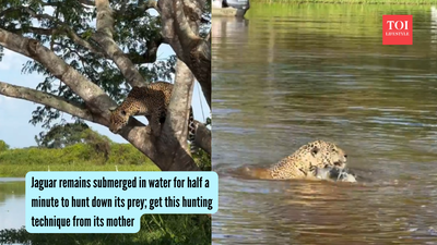 Jaguar remains submerged in water for over half a minute; video goes viral