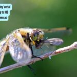 Dragonflies: These tiny 'aerial assassins' can eat up to 100 mosquitoes a day—even as larvae |