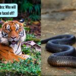 Tiger V/s King Cobra: Who will win the fight when faced off?