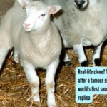 Real-life clone? This sheep, named after a famous singer, was the world's first successful living replica |