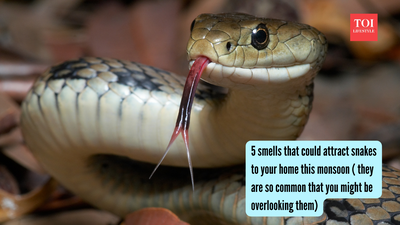 5 smells that could attract snakes to your home this monsoon ( they are so common that you might be overlooking them) |