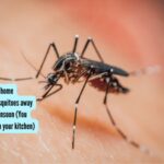 5 simple remedies with home ingredients to keep mosquitoes away from your home this monsoon (You might find some right in your kitchen)