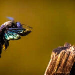 Scientists exposed bumblebees to low doses of a modern pesticide; the bees survived, but genes linked to producing the next generation began changing