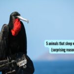 5 animals that sleep with one eye open (surprising reason why they do so)