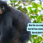Meet the rare orange-lipped monkey that hid from science for years, and a blurred photo helped discover it |