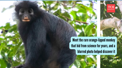 Meet the rare orange-lipped monkey that hid from science for years, and a blurred photo helped discover it |