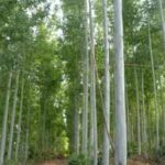 Scientists grew the same invasive plants in Europe and North America and found 91% showed this strange behavior in new environment