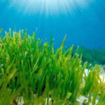 Mediterranean seagrass survives in dim seabed light by expanding its photosynthetic antenna and trapping energy faster, a discovery that may help improve future crops